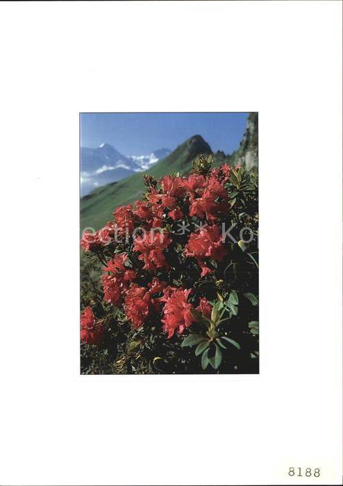 Blumen Alpenrose Rhododendron