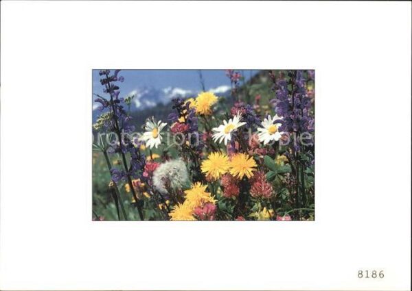 Blumen Wiesenblumen