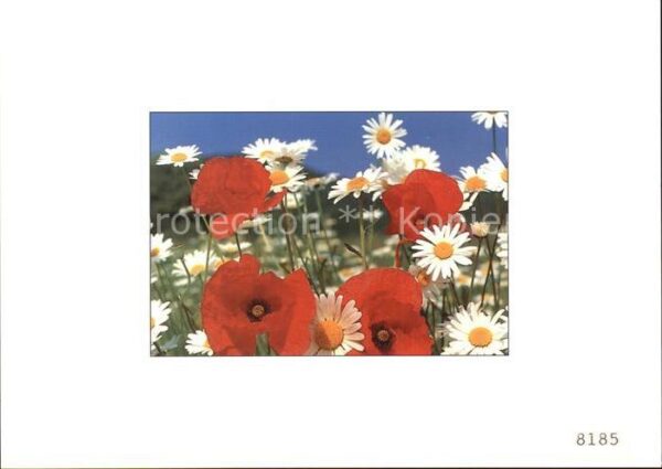Blumen Mohn Margeriten