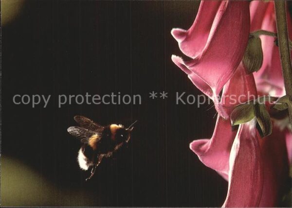 Blumen Roter Fingerhur Hummel im Anflug