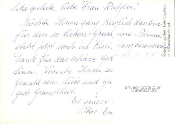 Blumen Roter Fingerhur Hummel im Anflug – Bild 2