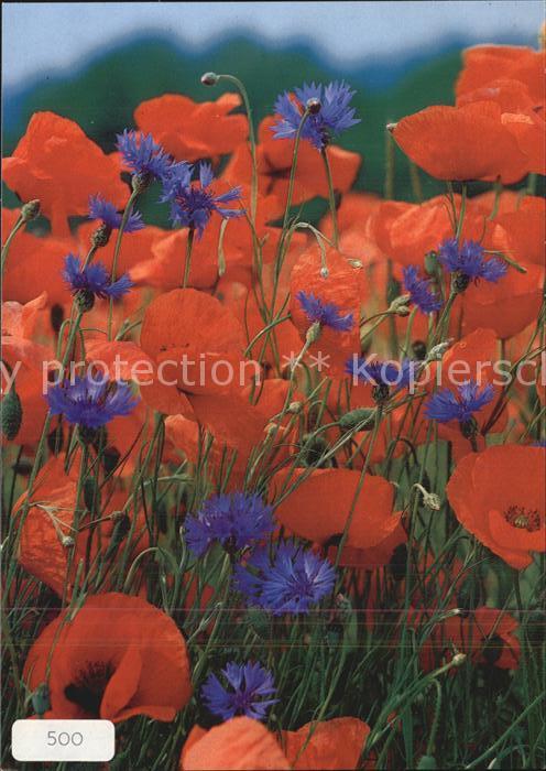 Blumen Roter Mohn Papaver Pavot Poppy