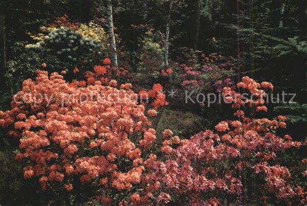 Blumen Park Seleger Moor Rifferswil