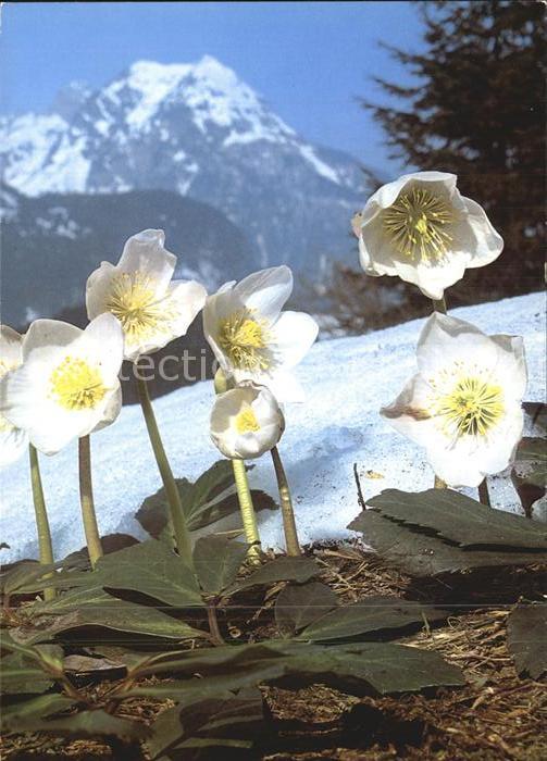 Blumen Christrose Helleborus niger