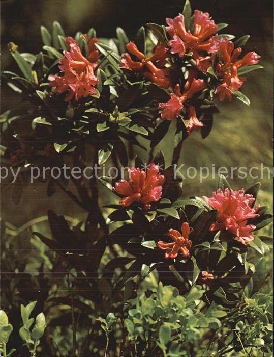 Blumen Rostrote Alpenrose Rhododendron ferrugi