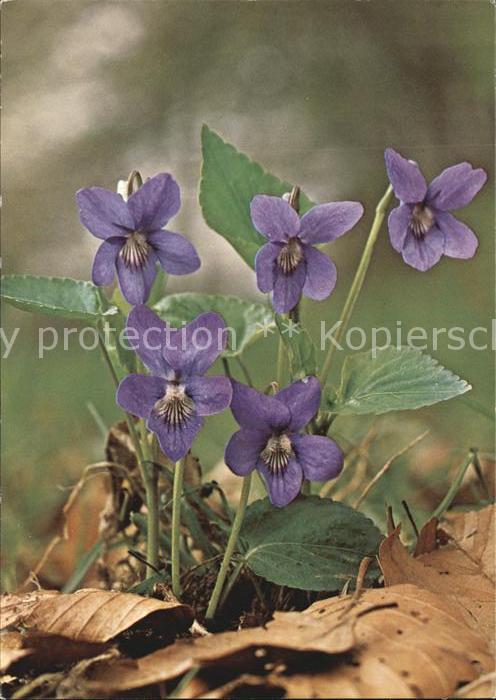 Blumen Hundsveilchen Viola canina