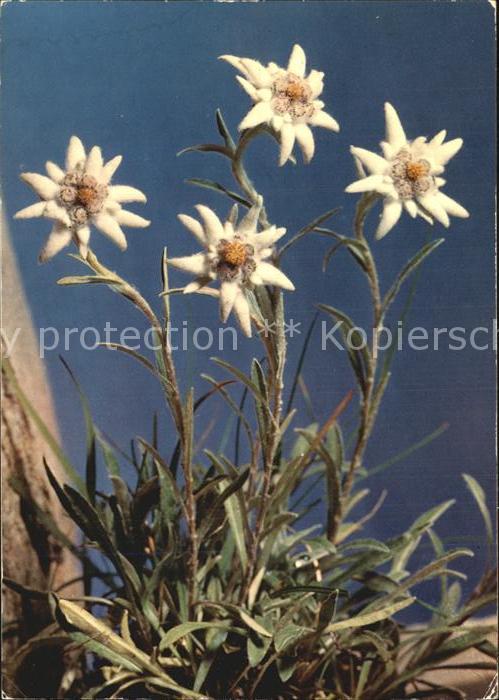 Edelweiss Leontopodium alpinum