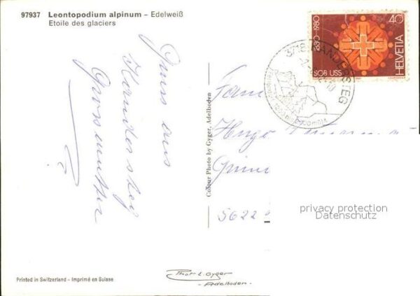 Edelweiss Leontopodium alpinum – Bild 2