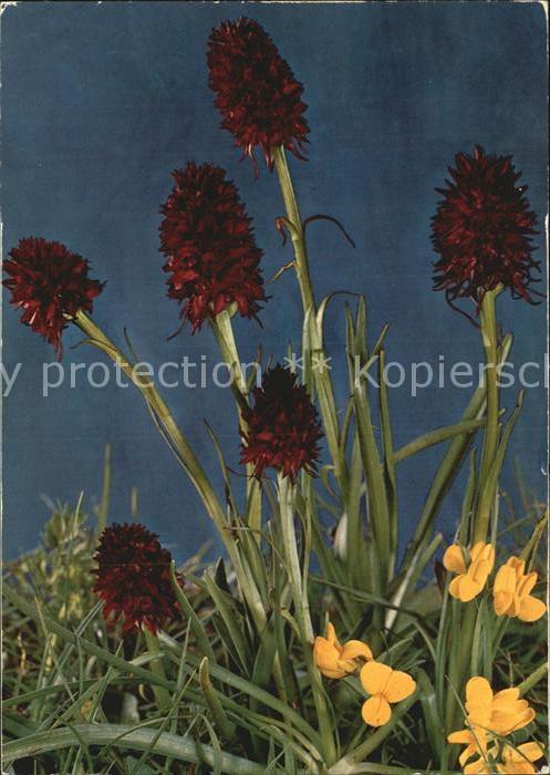 Blumen Männetreu Nigritella augustifolia