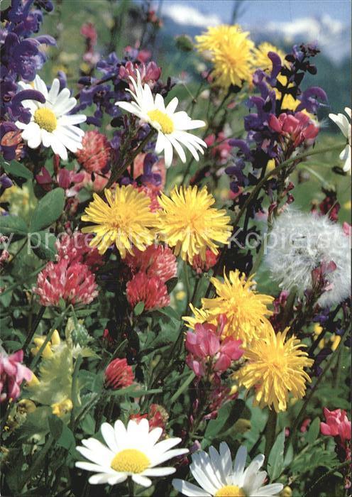 Blumen Wiesenblumen