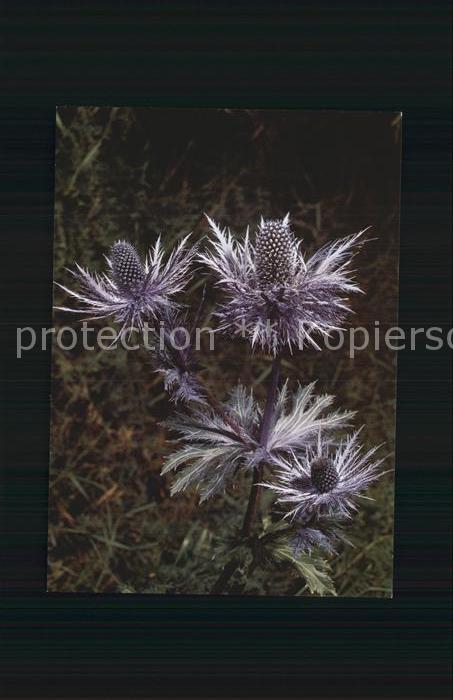 Blumen Alpen-Mannstreu Eryngium alpinum