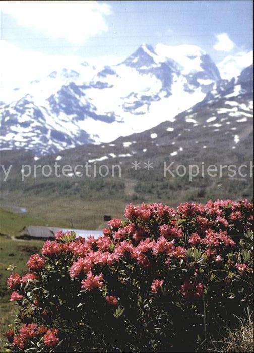 Blumen Rostrote Alpenrosen Rhododendron ferrug