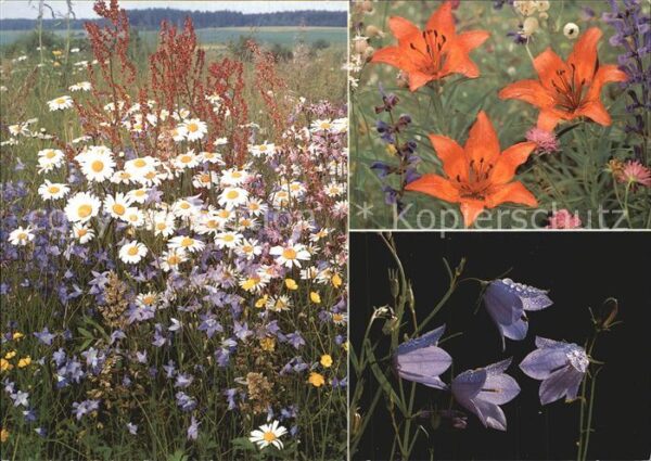 Blumen Wiesenblumen