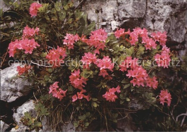 Blumen Rostrote Alpenrosen Rhododendron ferrug