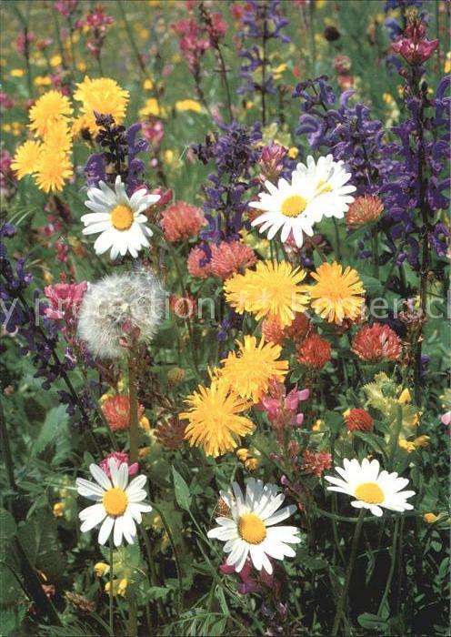 Blumen Wiesenblumen