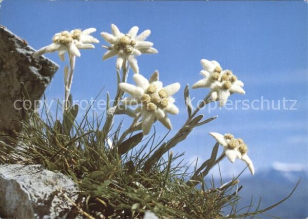 Edelweiss Leontopodium alpinum
