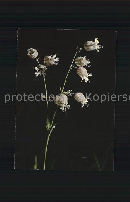 Blumen Aufgeblasenes Leimkraut Silene inflata
