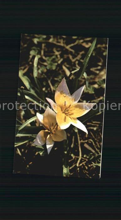 Blumen Schweiz Spendenkarte Tuberkulose- und L
