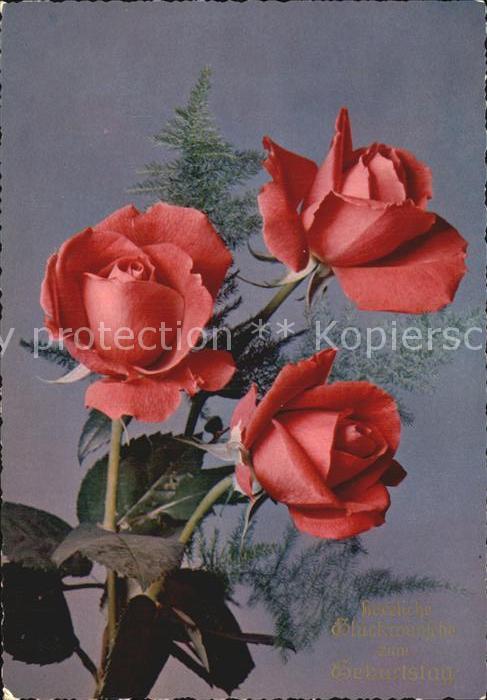 Rosen Glückwunsch Geburtstag