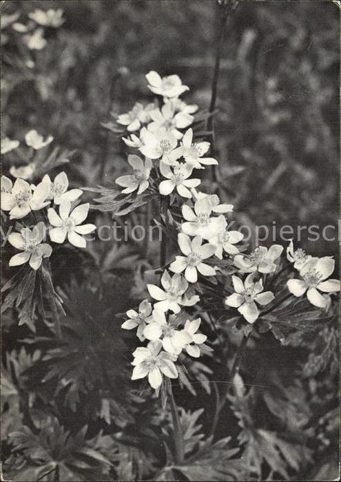 Blumen Pfadfinderinnen Schweiz