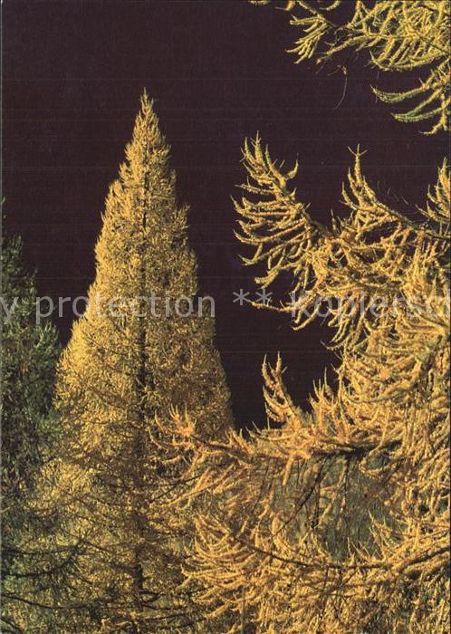 Baeume Trees Lärchenwald Naturschutz Schweiz