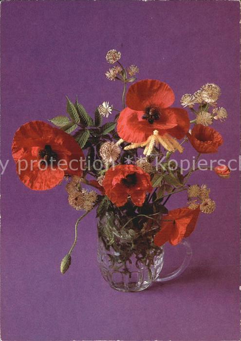 Blumen Roter Mohn