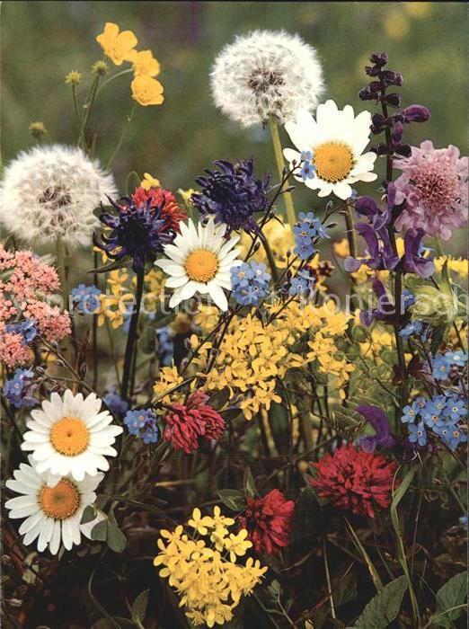 Blumen Alpenwiesenblumen