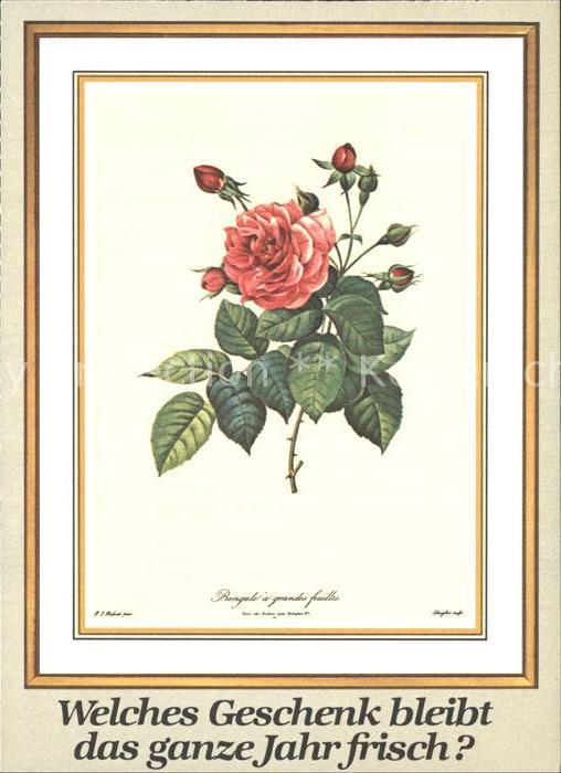 Rosen Bengale a grandes feuilles Tages-Anzeig