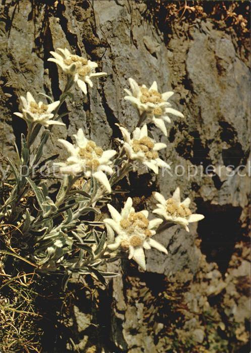 Edelweiss
