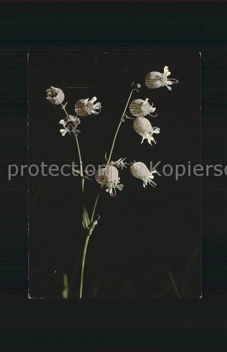 Blumen Aufgeblasenes Leimkraut Silene inflata