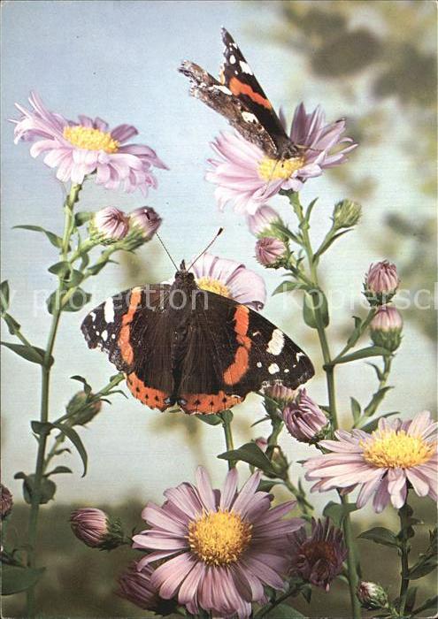 Schmetterlinge Blumen