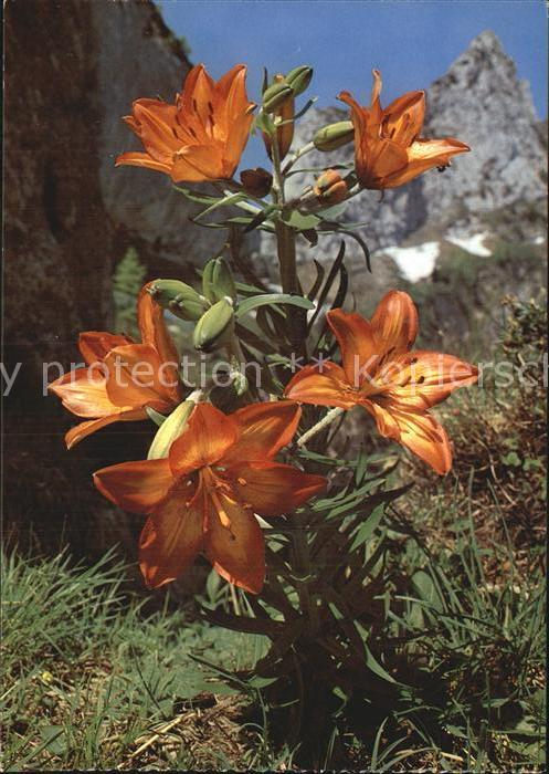 Blumen Feuerlilie Lilium bulbiferum