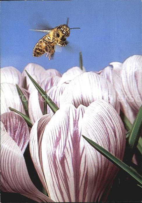 Bienen Insekten Frühlings-Safran