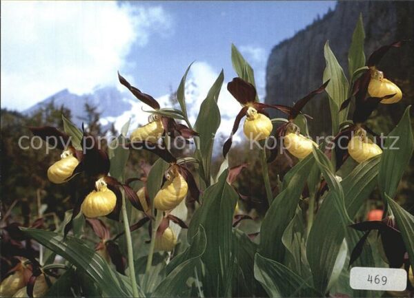 Blumen Frauenschuh Cypripedium calceolus