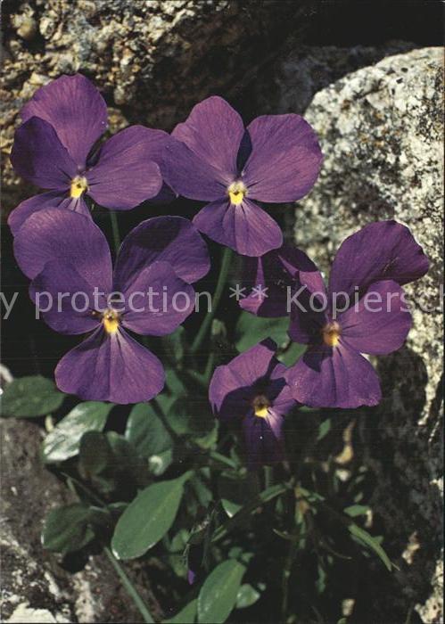 Blumen Langsporniges Veilchen Viola calcarata