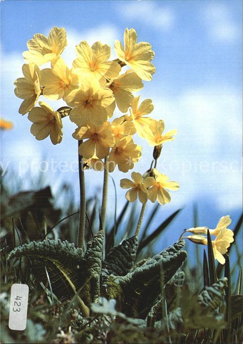 Blumen Schlüsselblume Primula elatior
