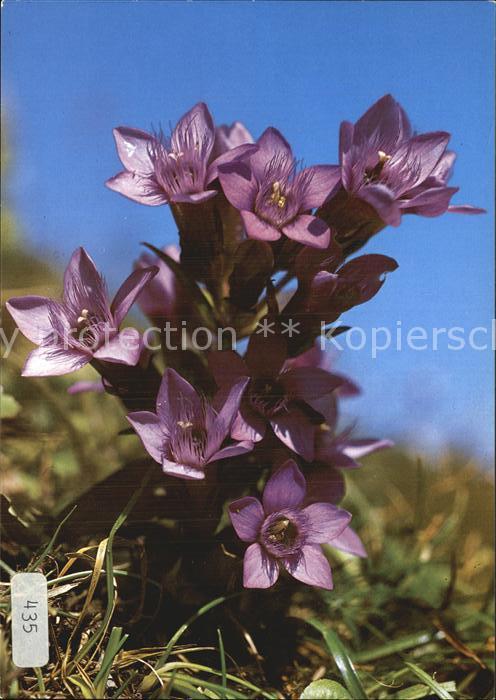 Blumen Deutscher Enzian Gentiana germanita