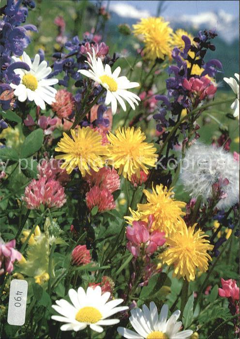 Blumen Wiesenblumen