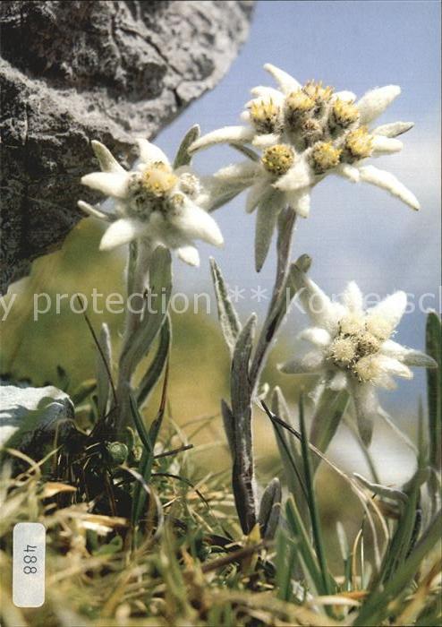 Edelweiss Leontopodium alpinum
