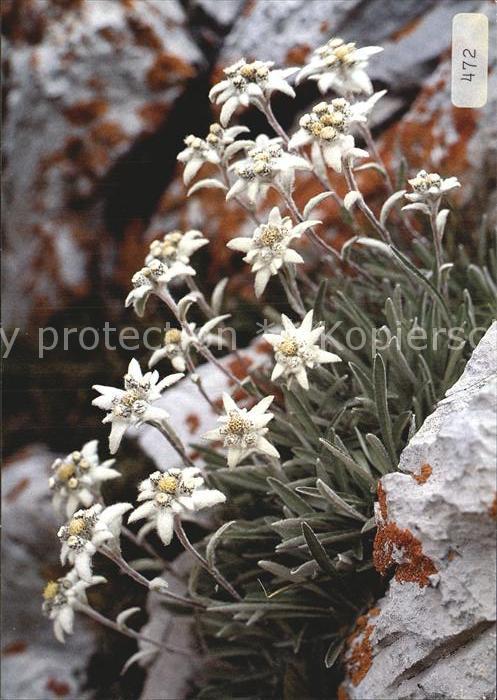 Edelweiss Leontopodium alpinum