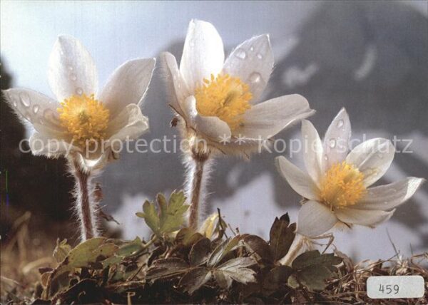Blumen Pelzanemone Anemone vernalis