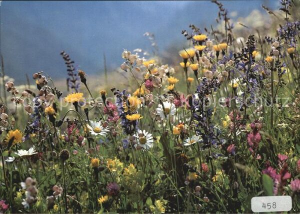 Blumen Wiesenblumen