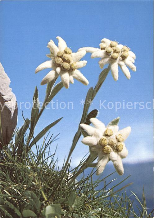 Edelweiss Leontopodium alpinum
