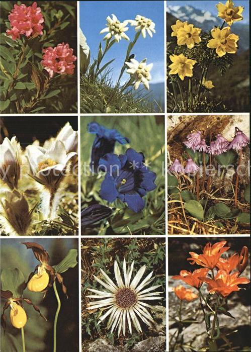 Blumen Alpenblumen Alpenrosen Edelweiss Enzian