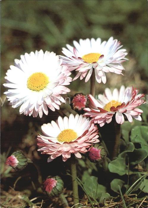 Blumen Gänseblümchen Bellis perennis