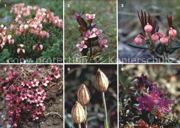Blumen Blalyng  Bakkesote Kvitlyng Raudsildr B