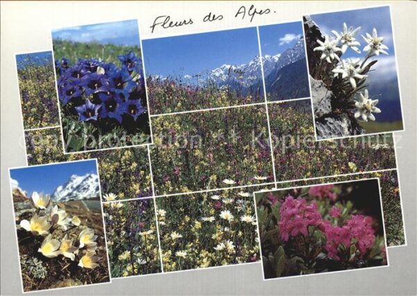 Blumen Alpenblumen Edelweiss Enzian Anemone
