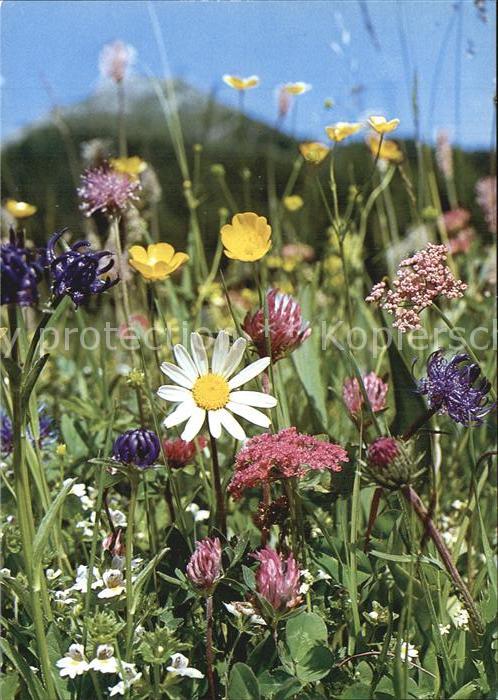 Blumen Sommarblomster