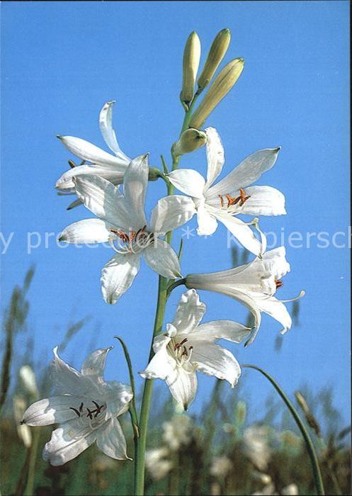Blumen Paradieslilie Paradisia liliastrum
