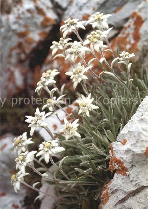 Edelweiss Leontopodium alpinum